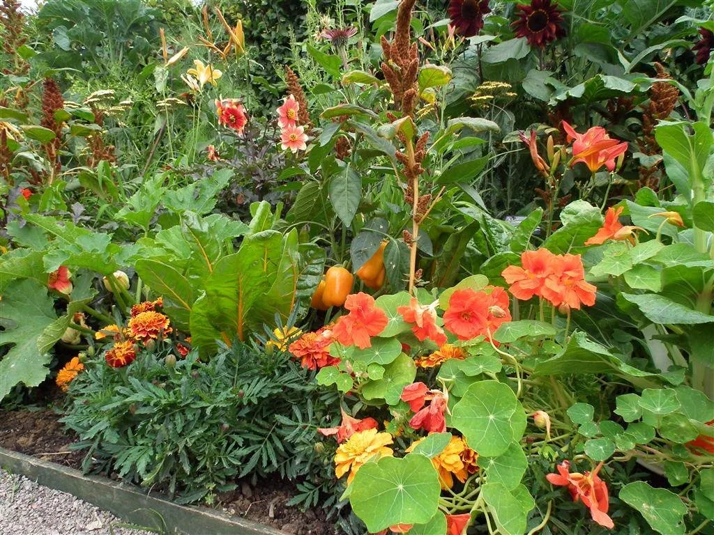 The rhs edible garden   centrepiece for 2011 show 2
